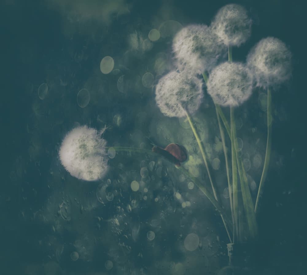 Snail's Dandelion Dream by Delphine Devos — canvas wall art