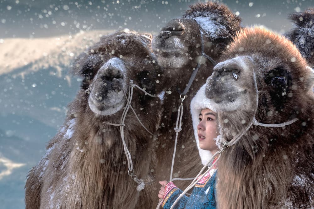 Snowy Winter Camels Journey by Ovi D. Pop — canvas wall art