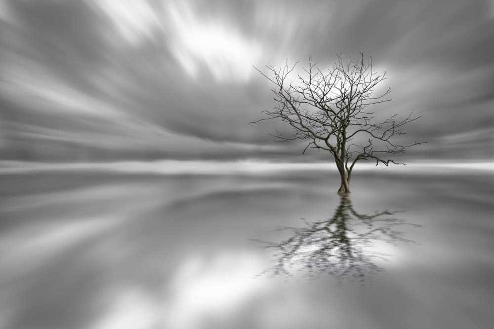 Bare Tree Water Reflection by Leif Løndal — canvas wall art