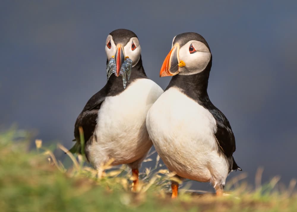 Puffin Pair with Fish by John Fan — canvas wall art