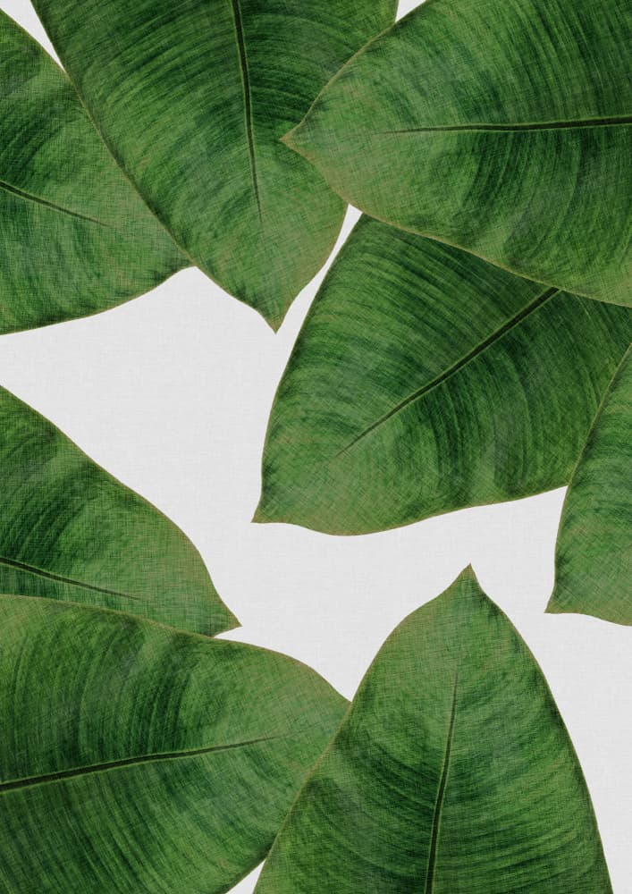 Fresh Tropical Leaves by Orara Studio — canvas wall art