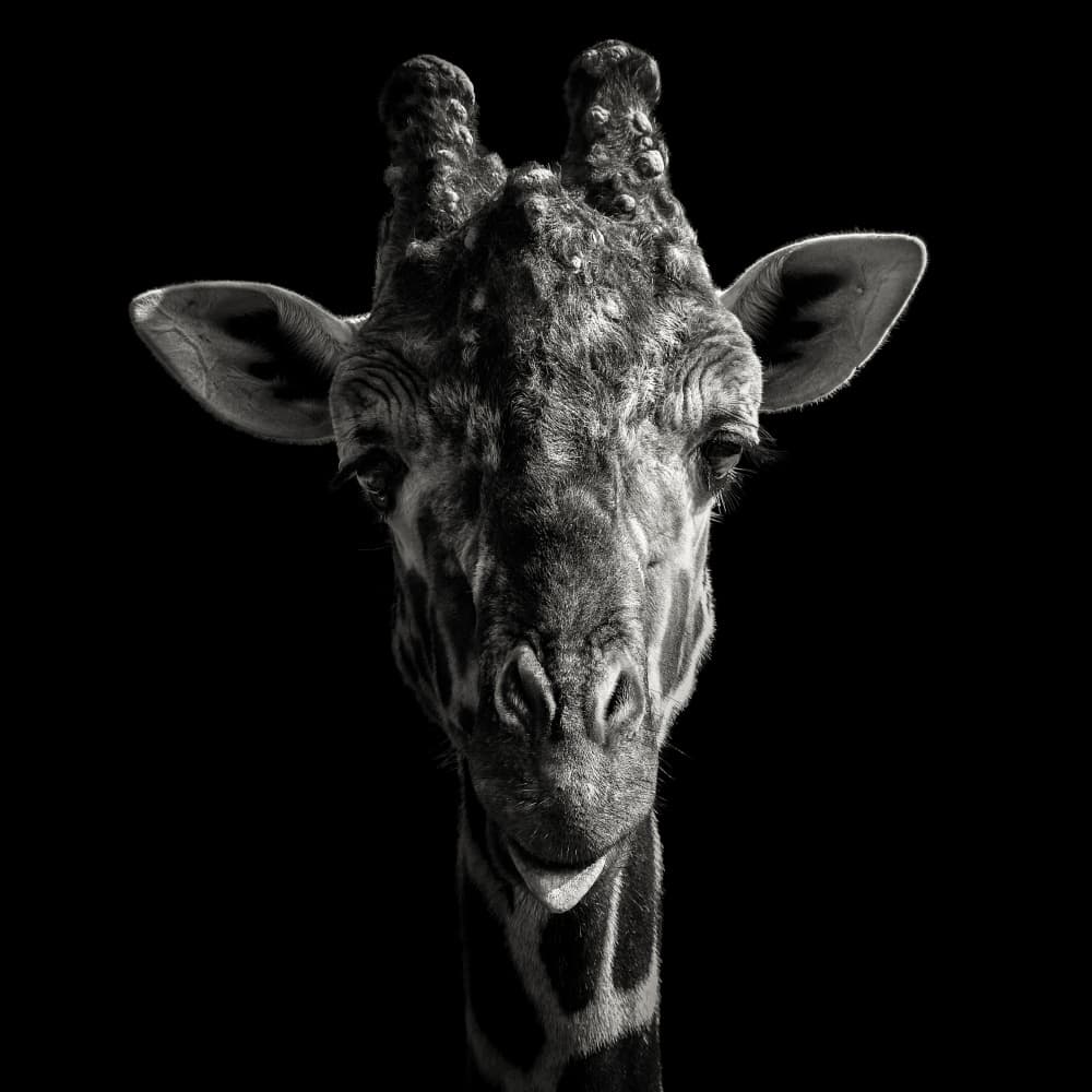 Majestic Giraffe Portrait by Christian Meermann — canvas wall art