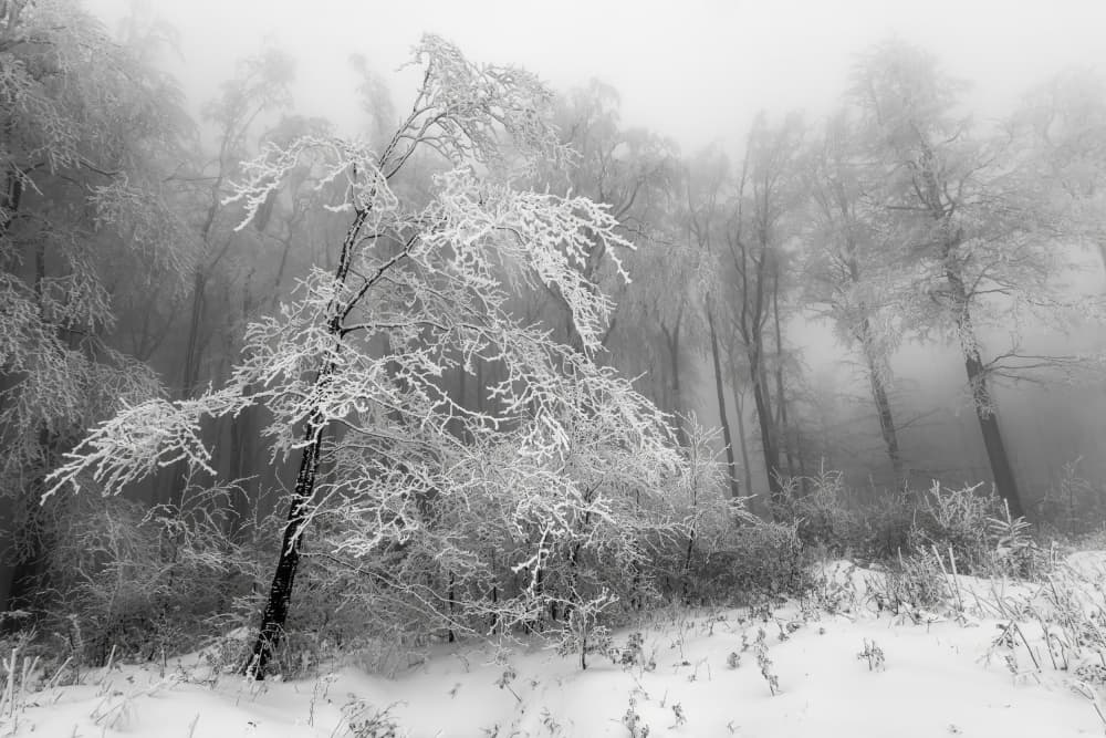 Frosted Winter Woods by Tom Pavlasek — canvas wall art