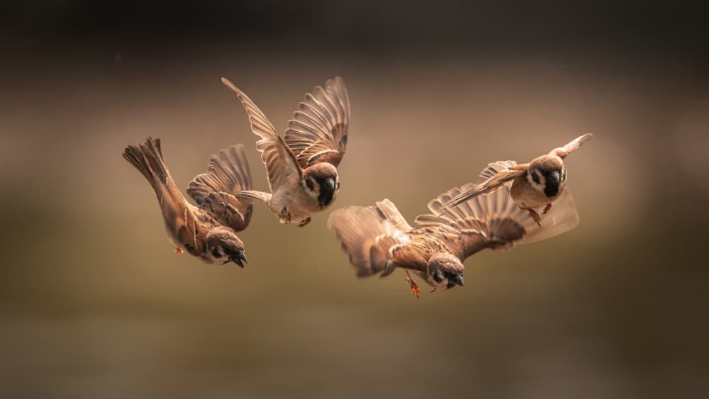 Wild Sparrows Soaring by tianhuayu — canvas wall art