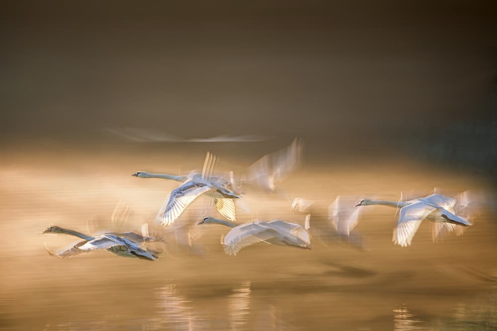 Swans Golden Flight by Milan Malovrh — canvas wall art