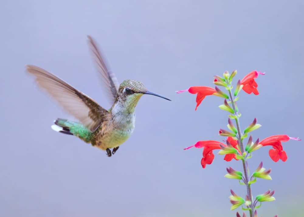 Hummingbird Red Bloom by Li Chen — canvas wall art