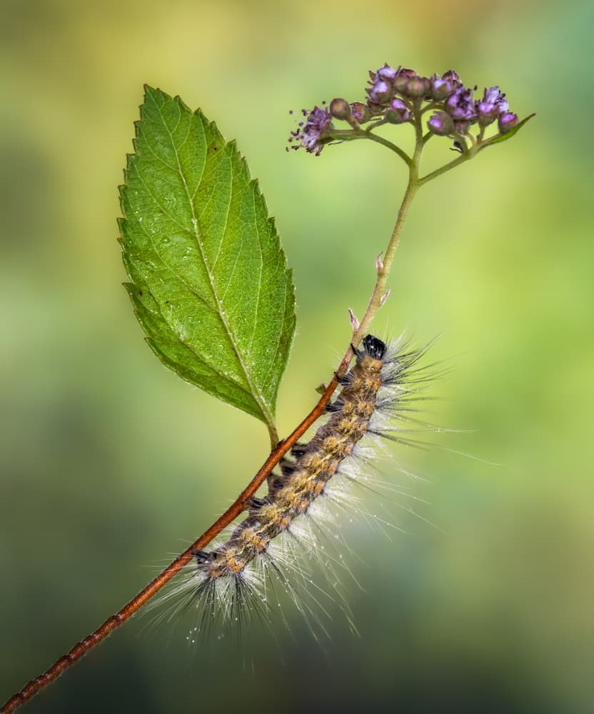 Furry Caterpillar on Plant by Atul Saluja — canvas wall art