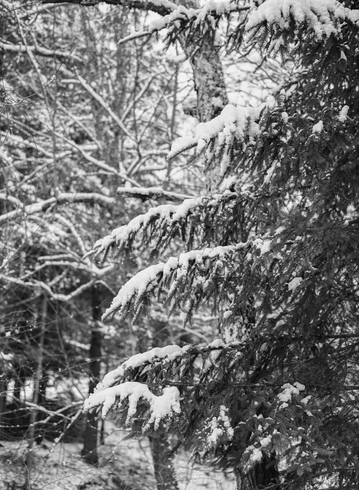 Snowy Evergreen Branches by Bethany Young — canvas wall art