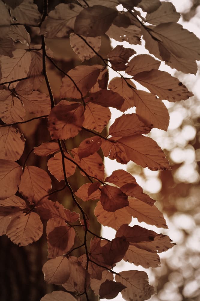 Golden Autumn Leaves by Christina Sillen — canvas wall art