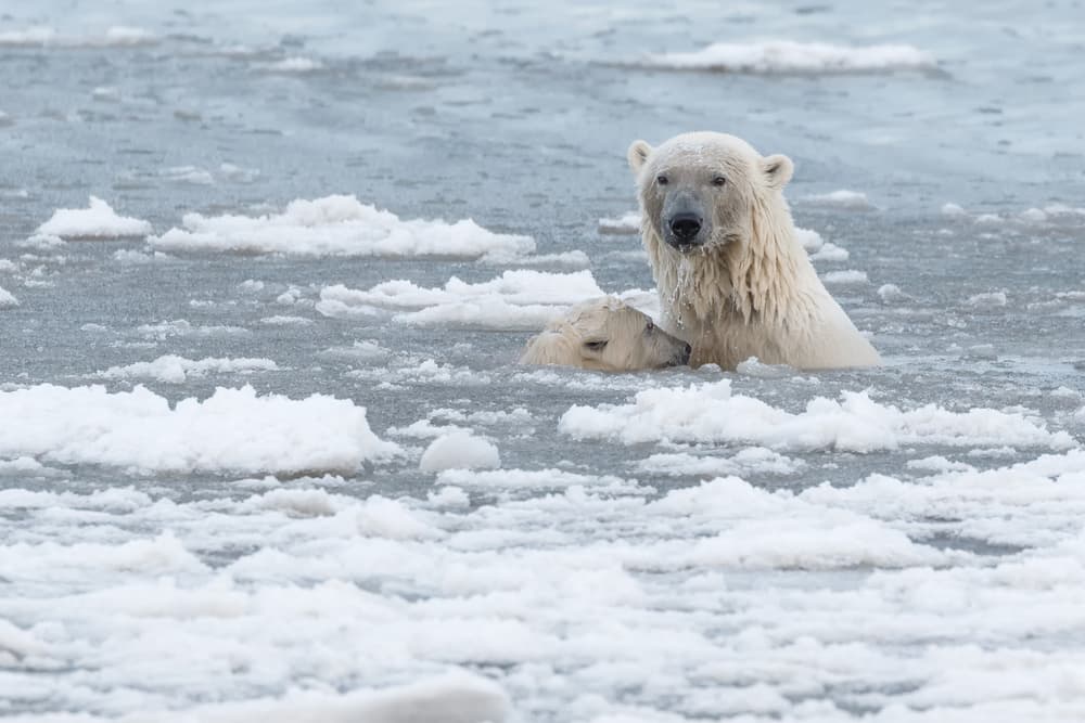 Arctic Mother And Cub by Eiji Itoyama — canvas wall art