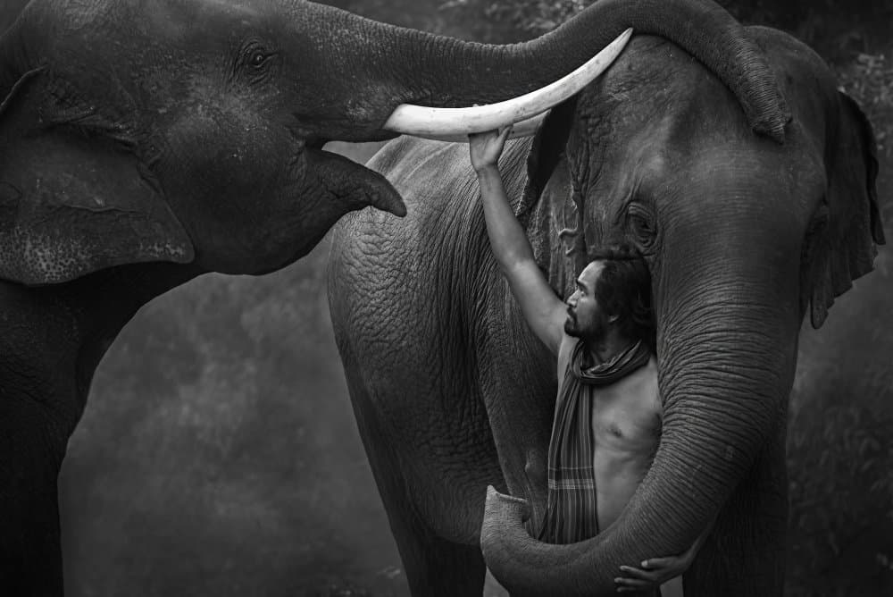 Man And Elephant Bond by Sarawut Intarob — canvas wall art