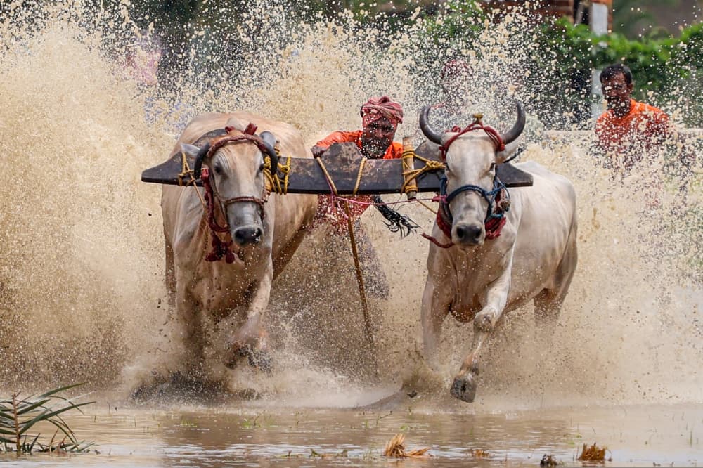 Dynamic Oxen Sprint by Kuntal Biswas — canvas wall art