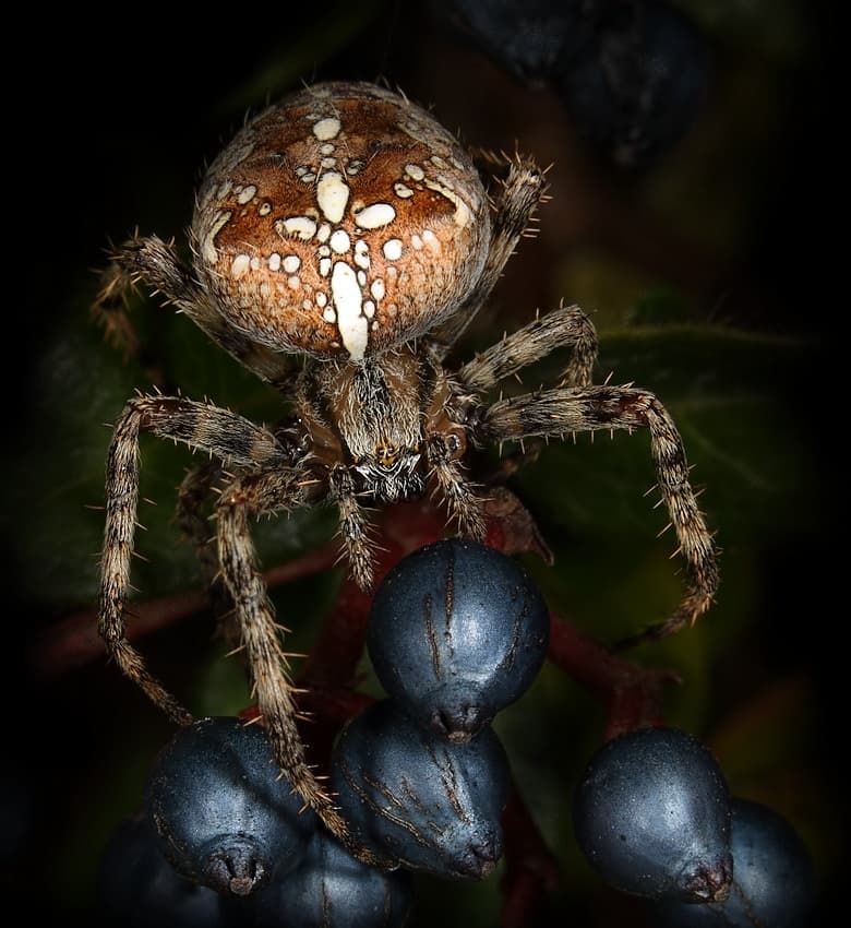 Cross Spider On Berries by Jimmy Hoffman — canvas wall art