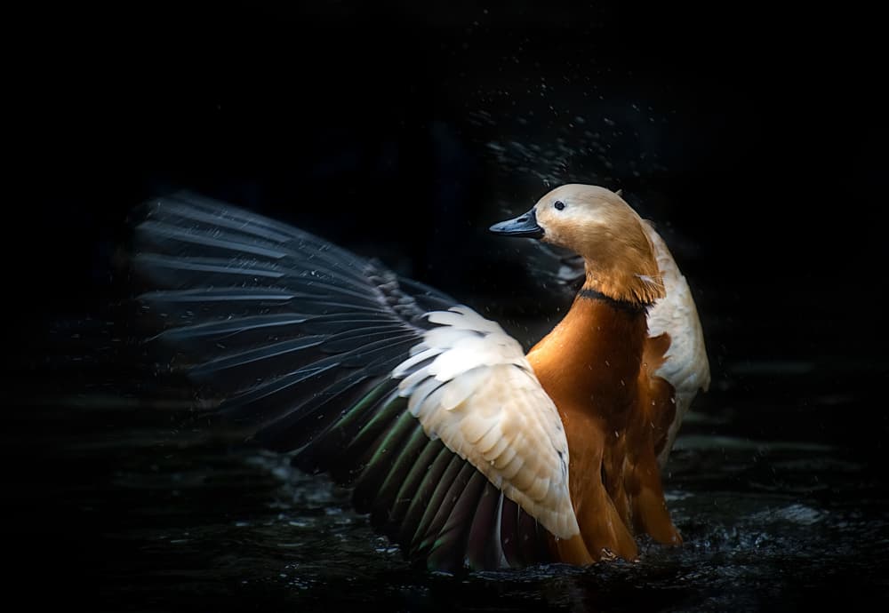 Ruddy shelduck by Santiago Pascual Buye — canvas wall art