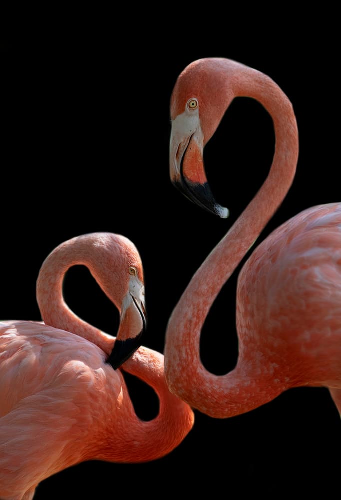 Graceful Flamingo Pair by Judy Tseng — canvas wall art