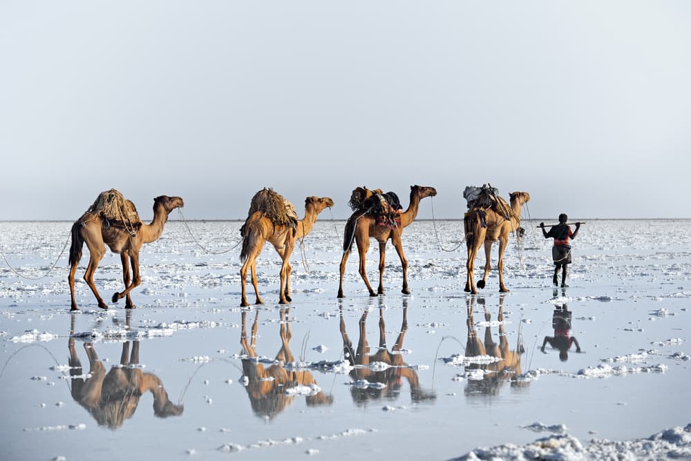 Camels Crossing Salt Flats by Trevor Cole — canvas wall art