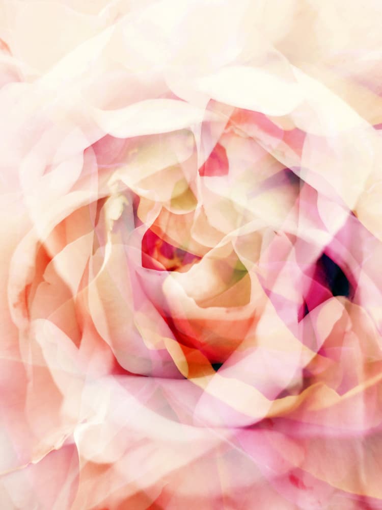 Dreamy Pink Rose by Angelo Cerantola — canvas wall art