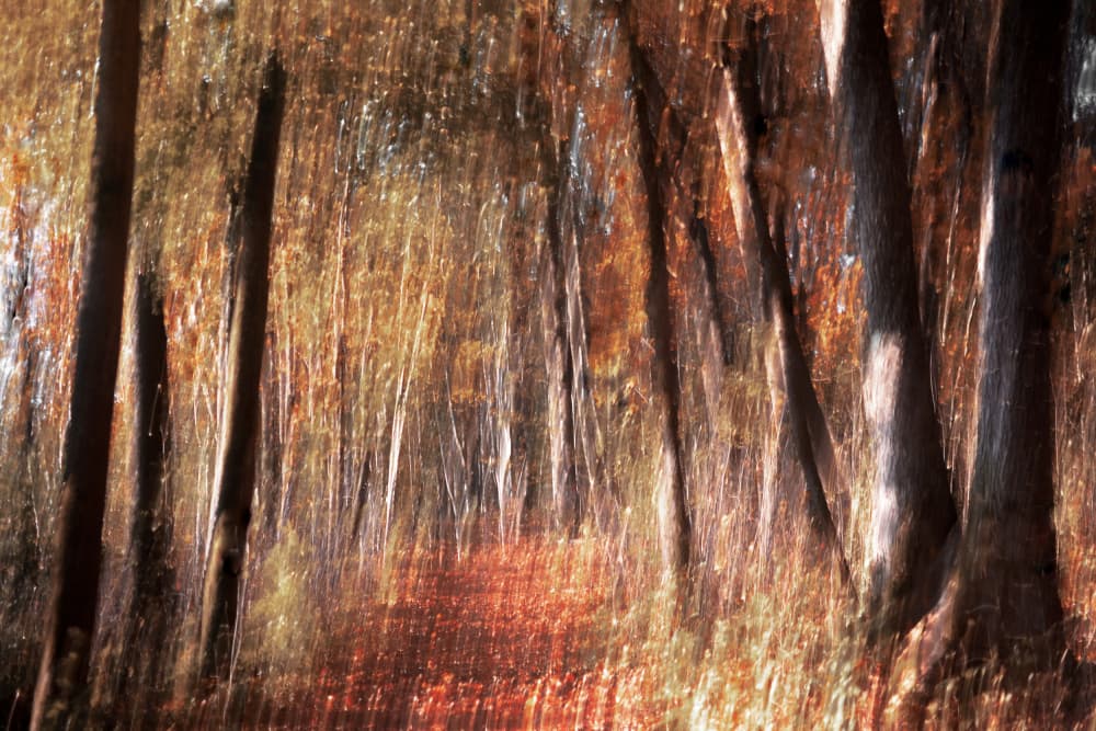 Golden Autumn Forest by Christina Sillen — canvas wall art