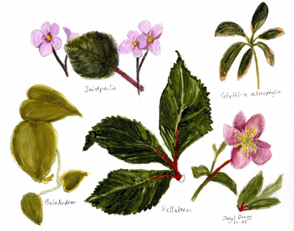 Botanical Plant Collection by Janel Bragg — canvas wall art