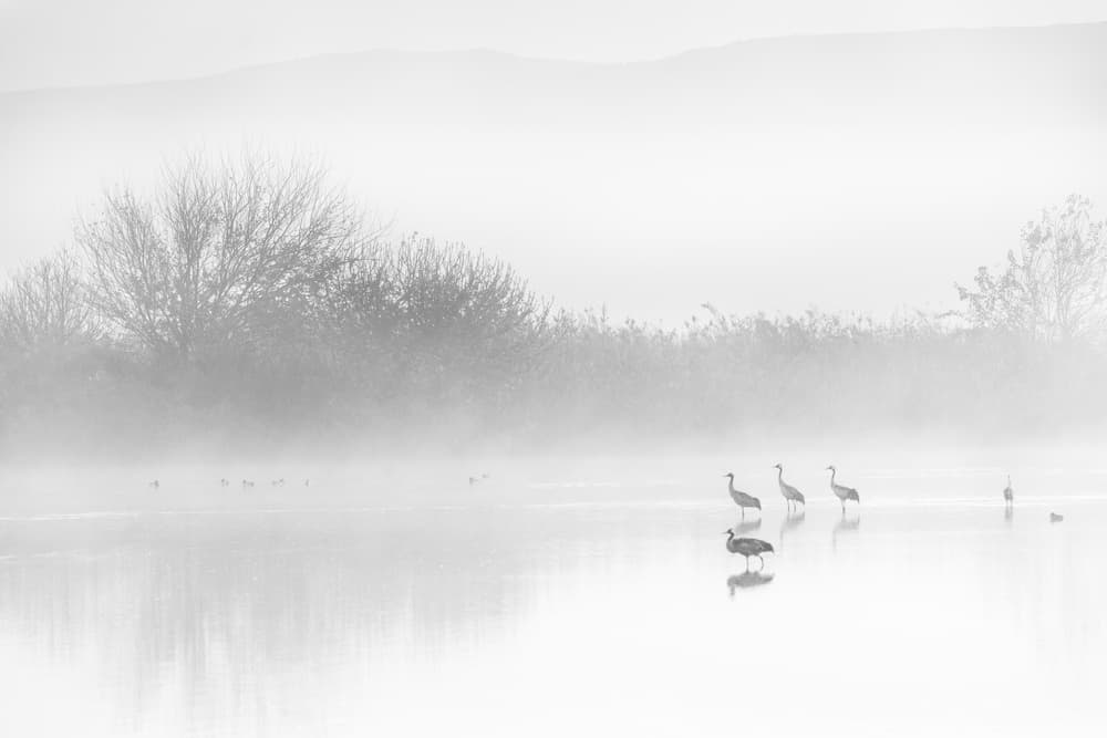 Cranes In Morning Mist by Keren Or — canvas wall art