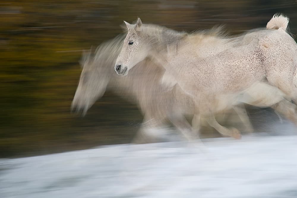 Running Wild Horses by Milan Malovrh — canvas wall art