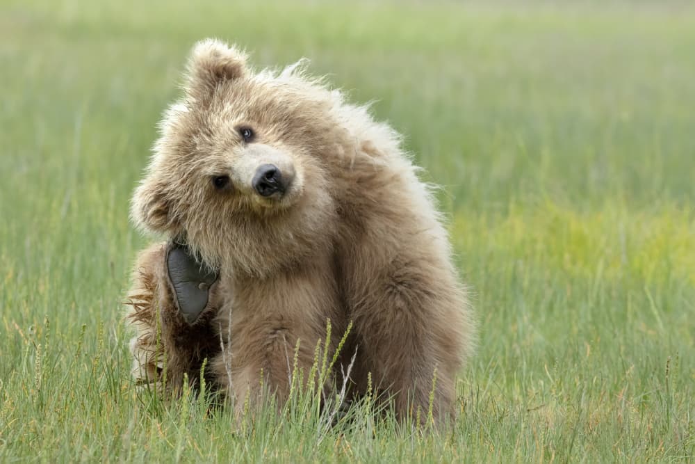 Curious Bear Cub by Linda D Lester — canvas wall art