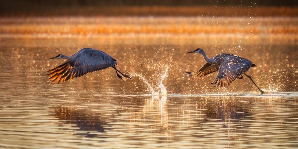 Golden Cranes Taking Flight by Hanping Xiao — canvas wall art