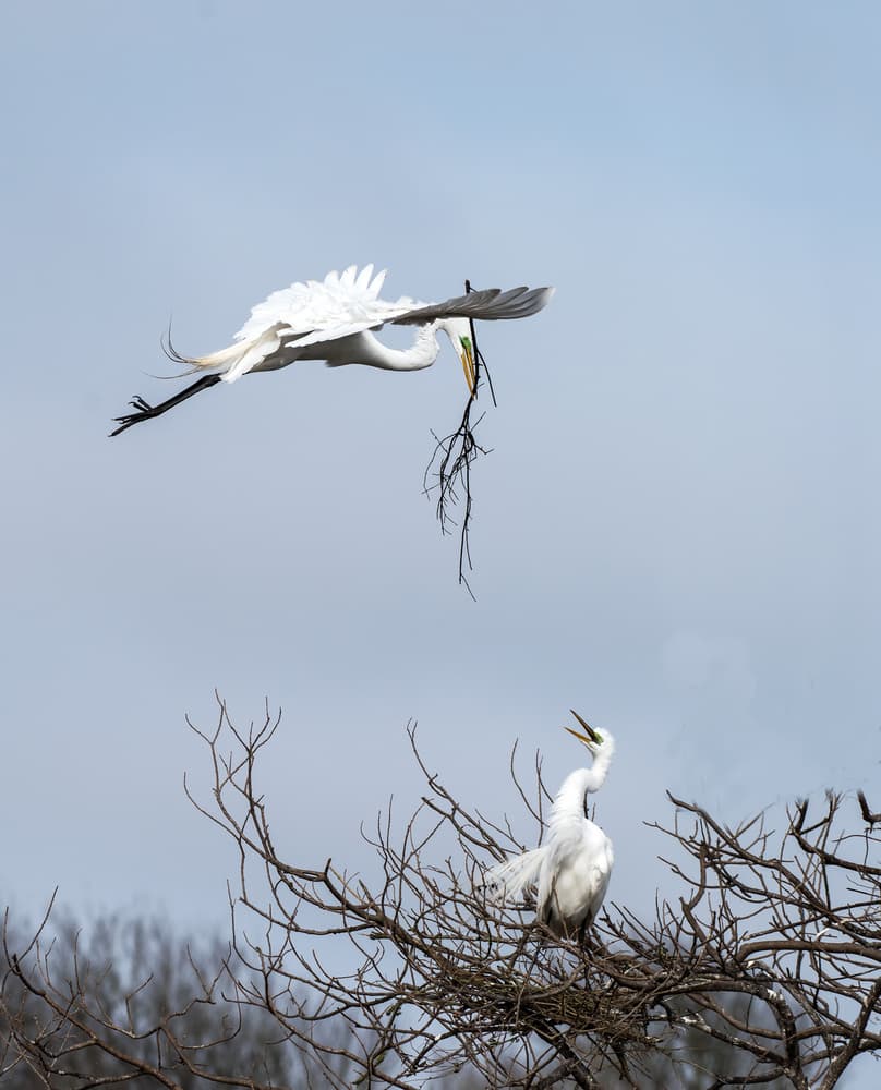 Egret Nest Building by Sheila Xu — canvas wall art