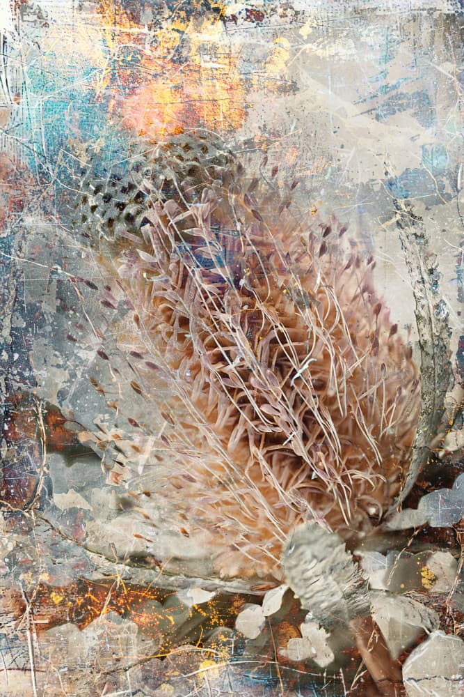 Textured Banksia Abstract by Rafal Kulik — canvas wall art