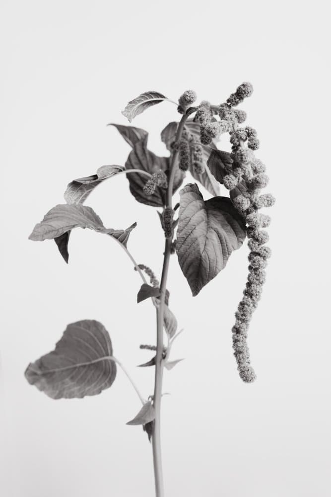 Trailing Amaranth Bloom by Pictufy Studio III — canvas wall art