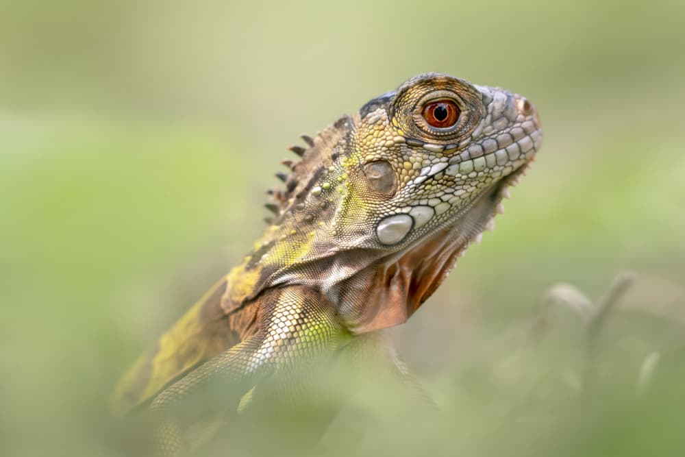 Watchful Green Iguana by Fauzan Maududdin — canvas wall art