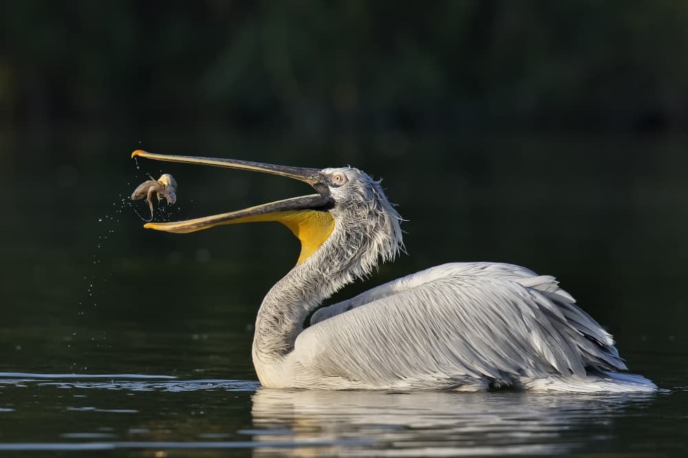 Pelican Catching Fish by C.S. Tjandra — canvas wall art