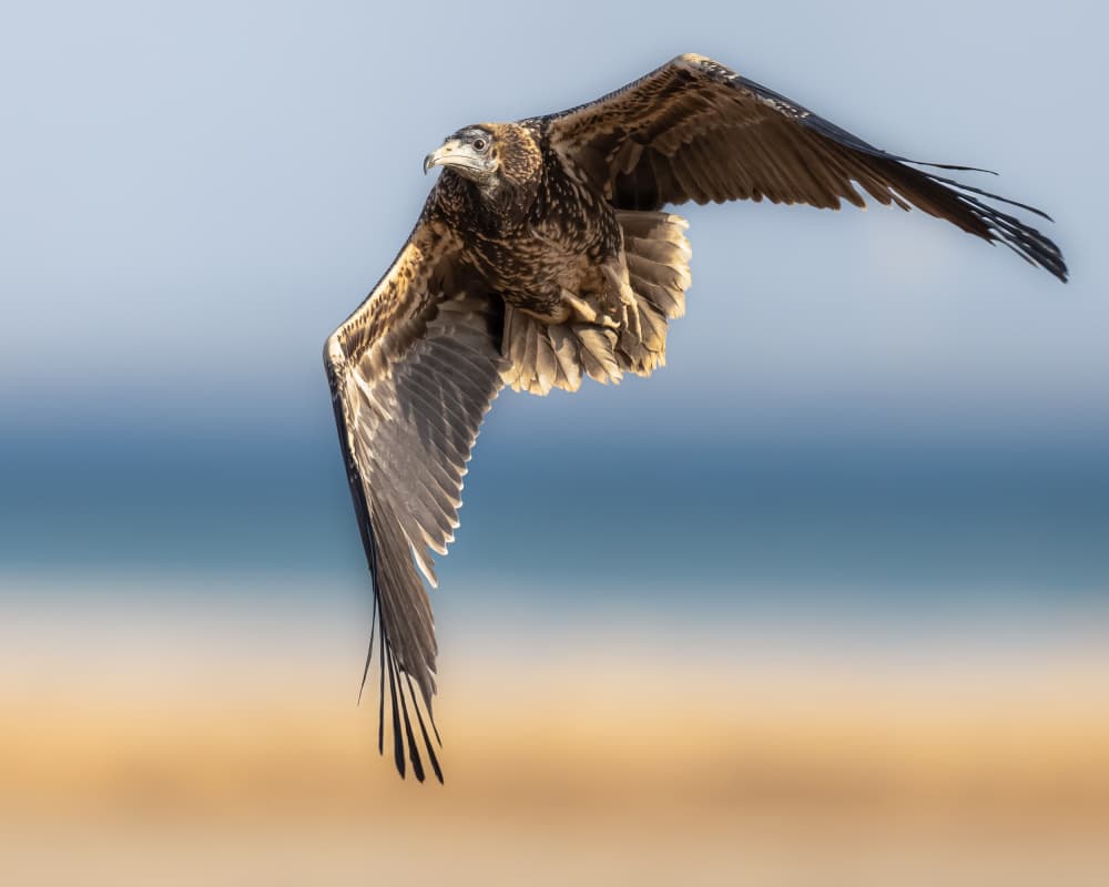 Coastal Eagle Flight by Ahmed Sobhi — canvas wall art