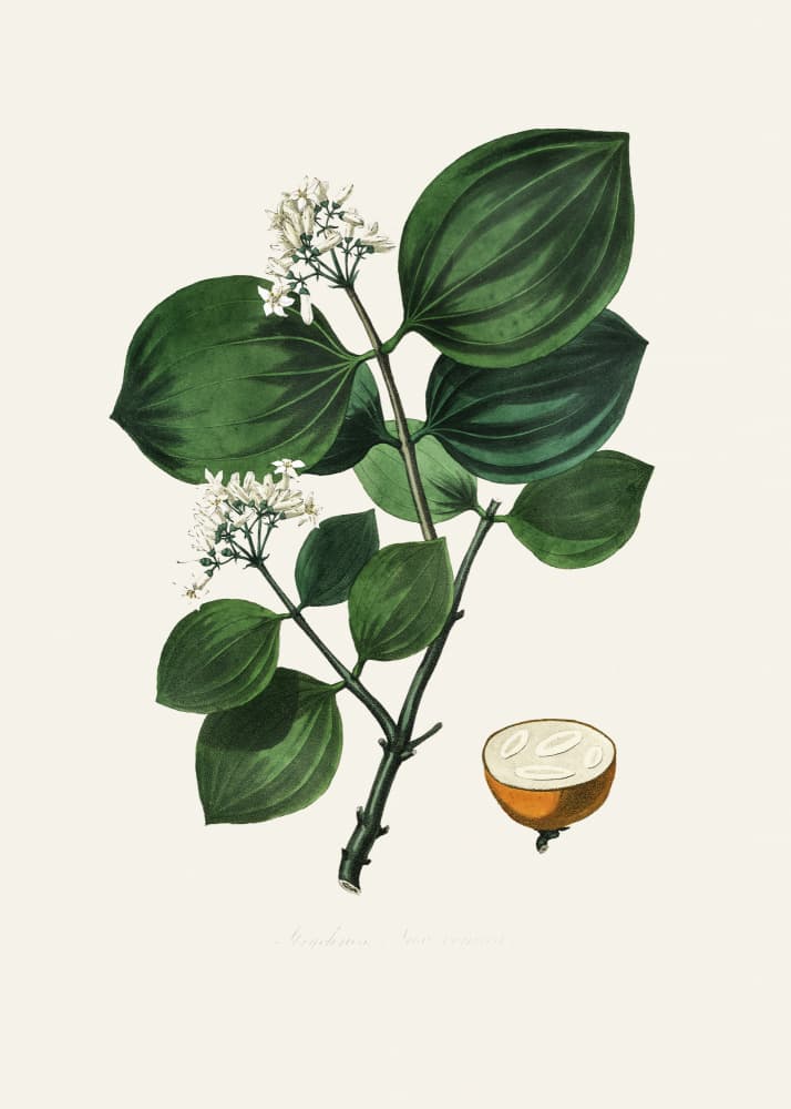 Poison Nu (strychnos Nux Vomica) Medical Botany by John Stephenson and James Morss Churchill — canvas wall art