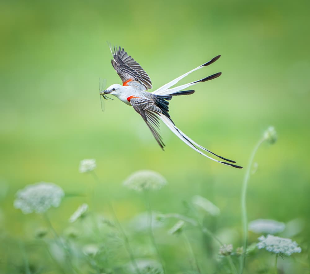 Scissor-tailed Flycatcher in Flight by Alex Li — canvas wall art