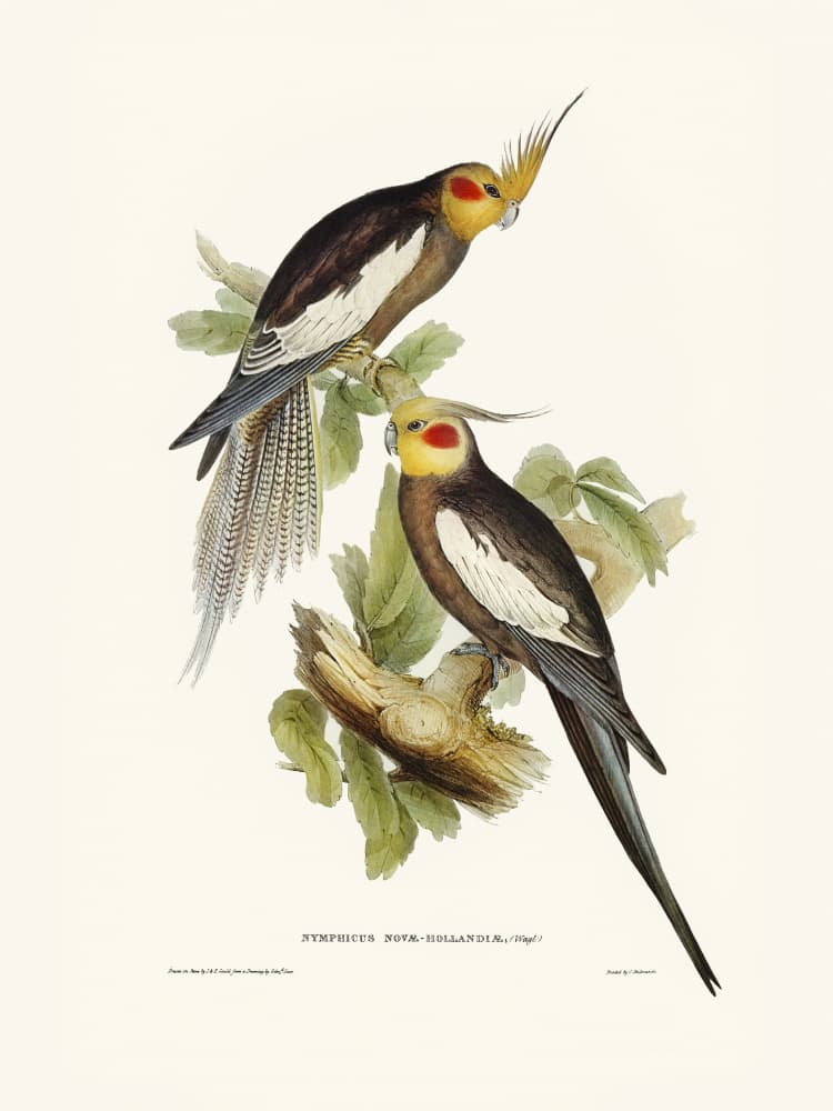 Cockatoo Parakeet by Elizabeth and John Gould — canvas wall art