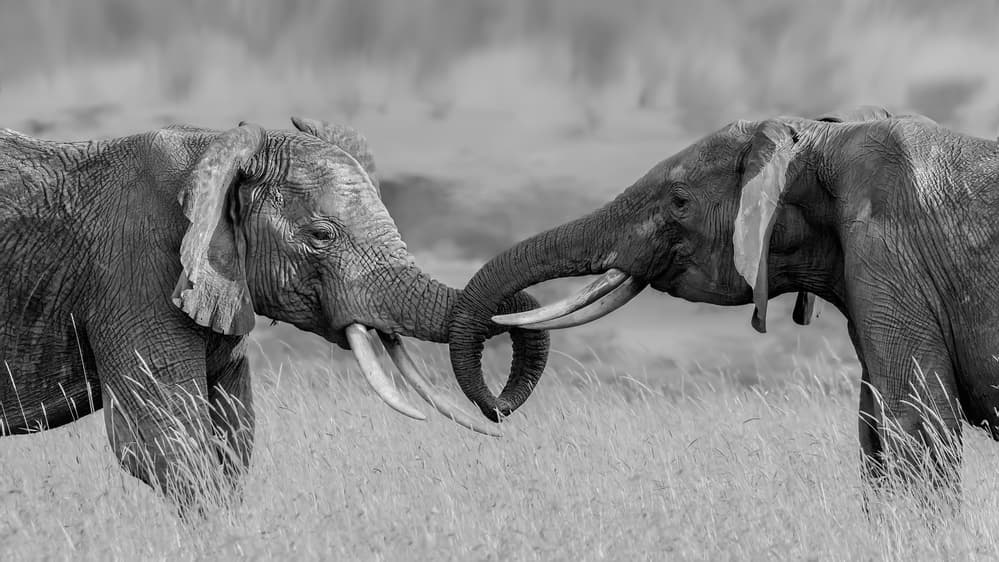 Elephant Love Connection by Jun Zuo — canvas wall art