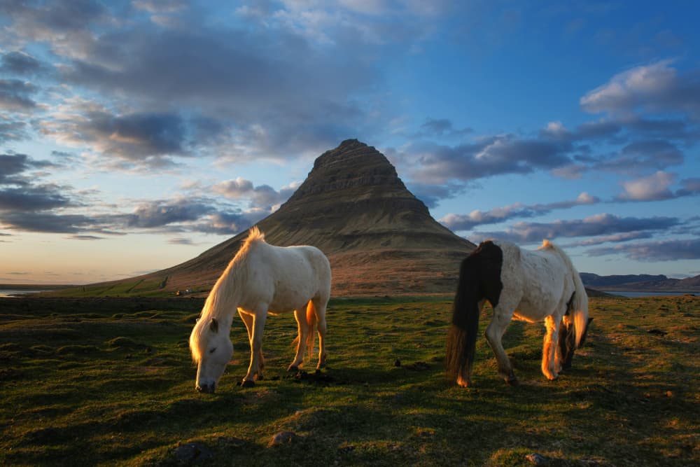 Icelandic Horses Kirkjufell Sunset by Jure Kravanja — canvas wall art