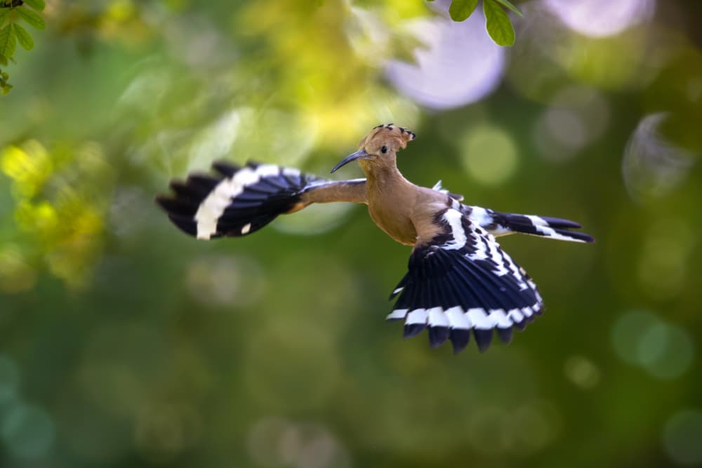 Graceful Hoopoe Flight by Marco Redaelli — canvas wall art