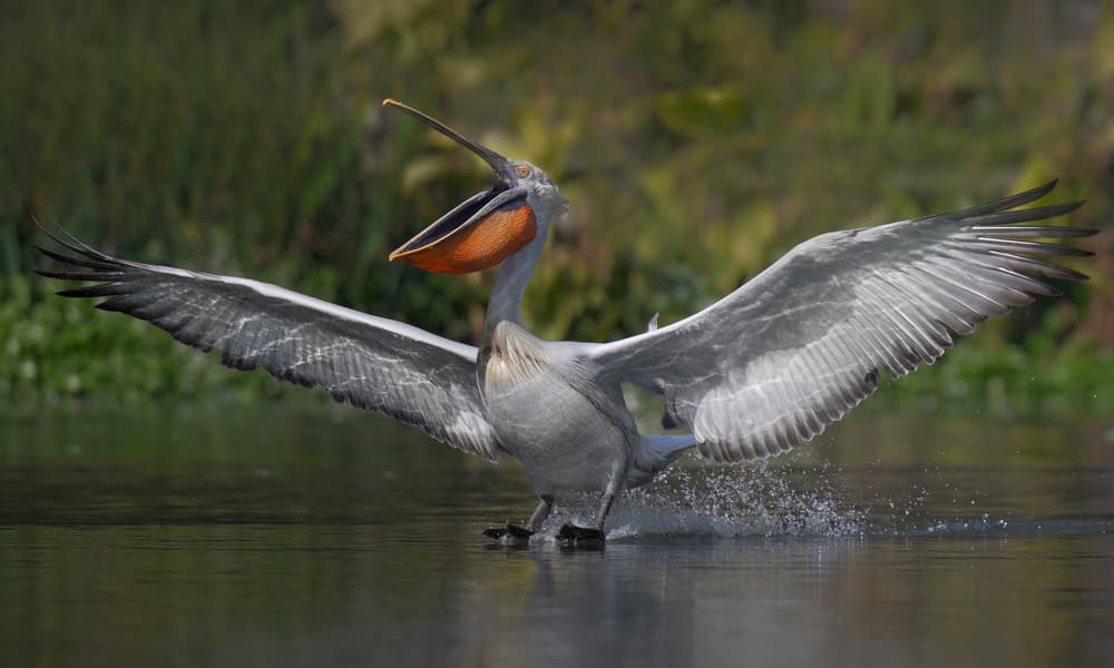 Majestic Pelican Landing by C.S. Tjandra — canvas wall art