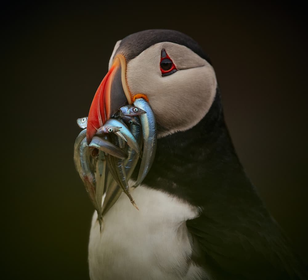 Atlantic Puffin's Bounty by Stuart Williams — canvas wall art