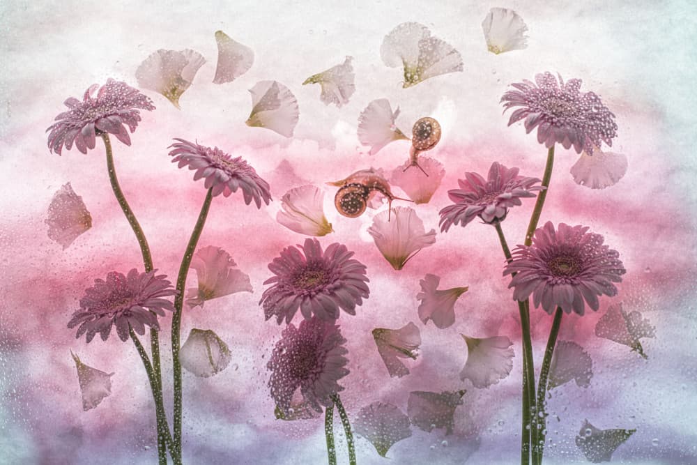 Pink Gerbera Dream by Miharu † — canvas wall art
