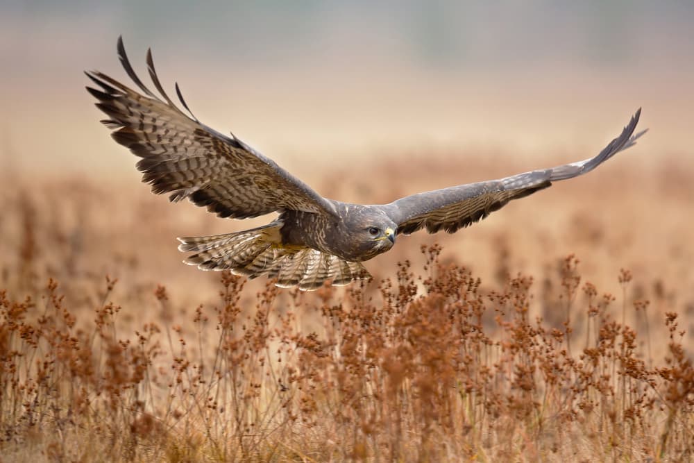 Majestic Hawk In Flight by Milan Zygmunt — canvas wall art