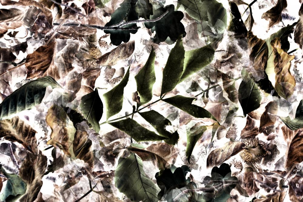 Bright Organic Leaf Texture by Christina Sillen — canvas wall art