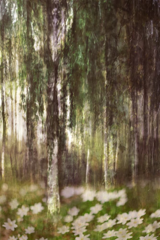 Dreamy Birch Forest by Christina Sillen — canvas wall art