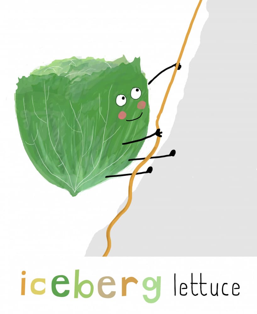 Climbing Iceberg Lettuce by Carla Daly — canvas wall art