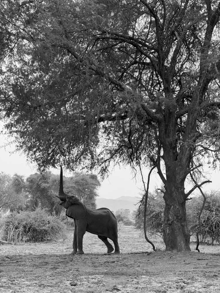 Wild Elephant Under Tree by Pavol Stranak — canvas wall art