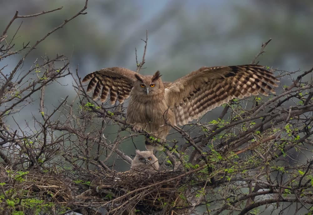 Eagle Owl Protects Chick by Manish Nagpal — canvas wall art