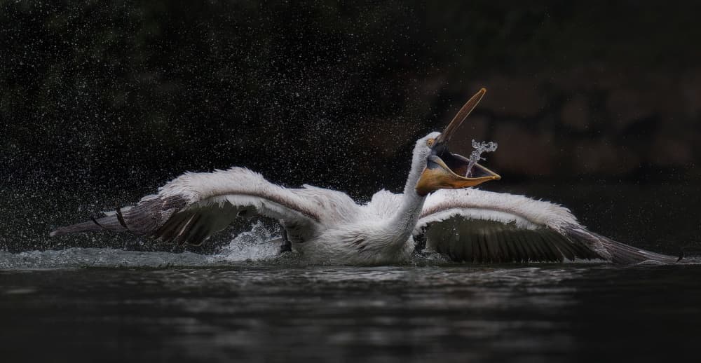 Dynamic Pelican Splash by C.S. Tjandra — canvas wall art
