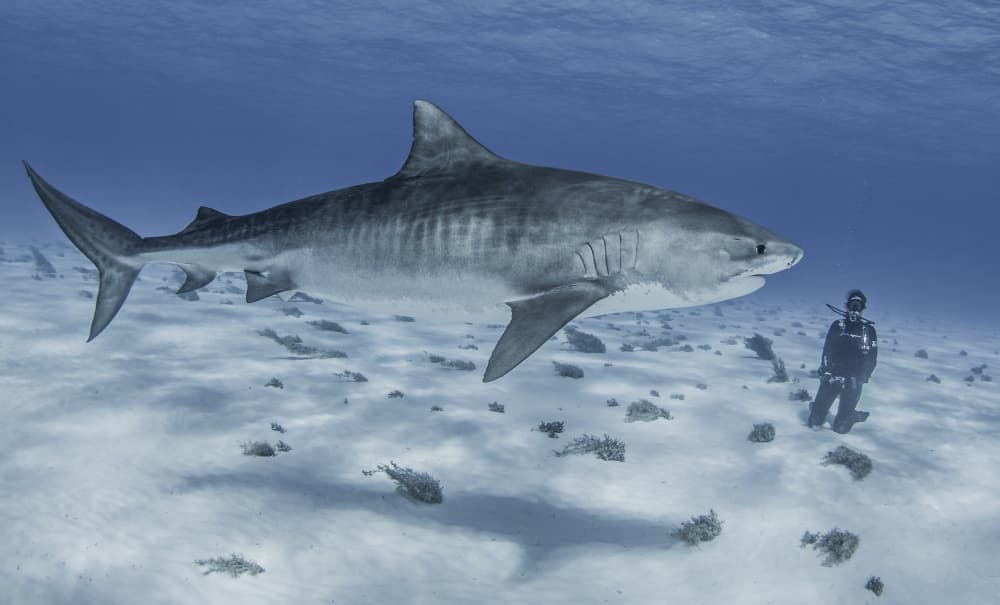 Tiger Shark And Diver by Ken Kiefer — canvas wall art